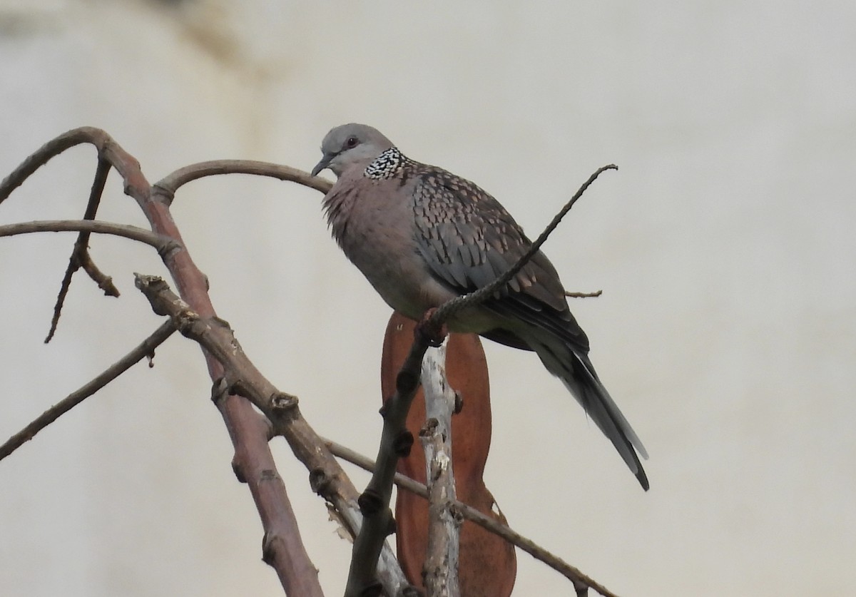 Spotted Dove - ML620263720
