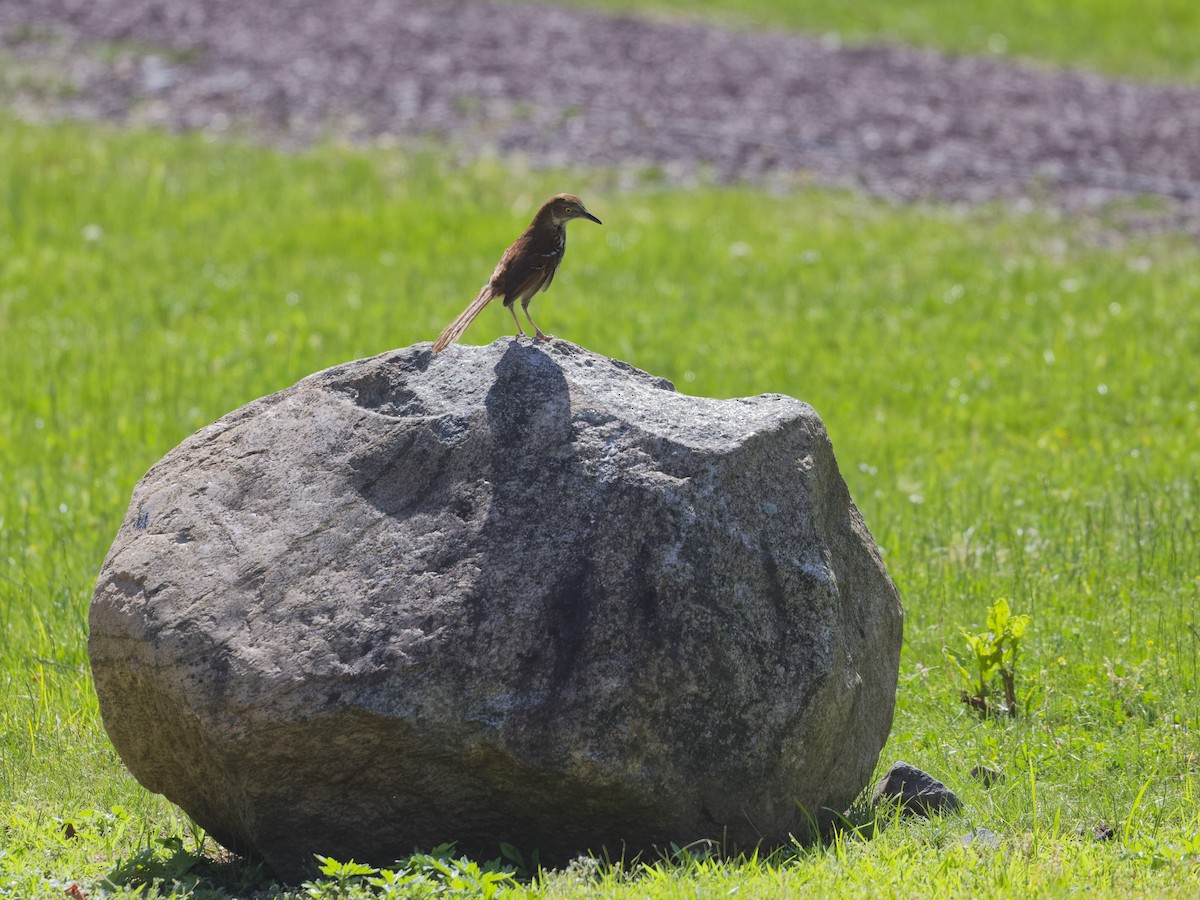 Brown Thrasher - ML620263721