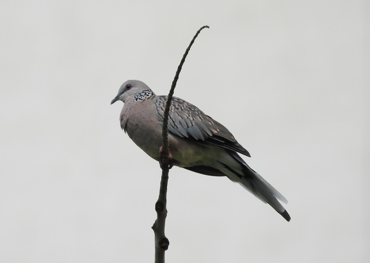 Spotted Dove - ML620263722