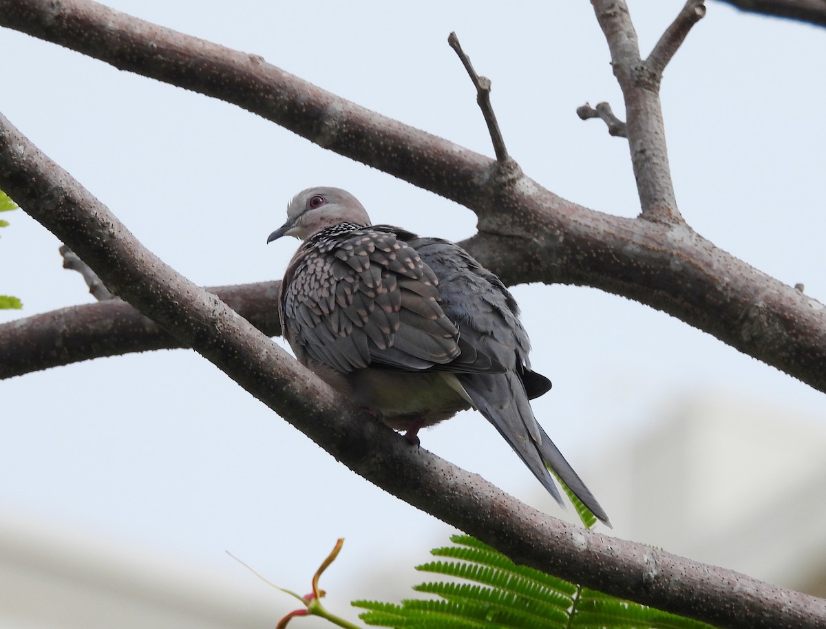 Spotted Dove - ML620263723