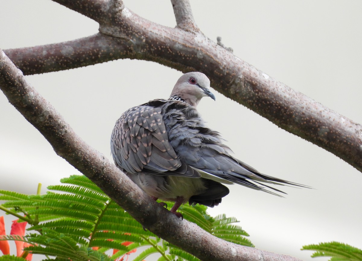 Spotted Dove - ML620263724