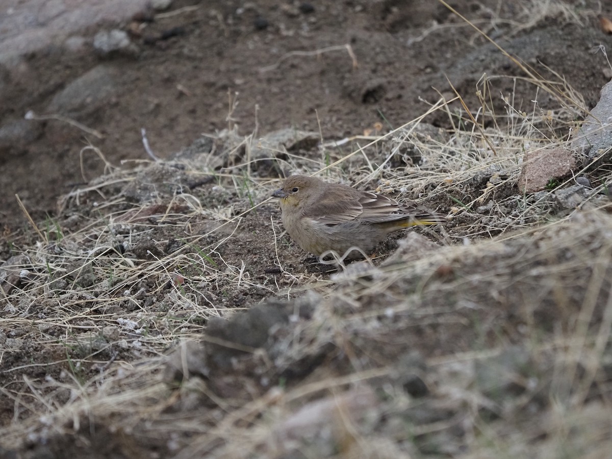 Grassland Yellow-Finch - ML620263735