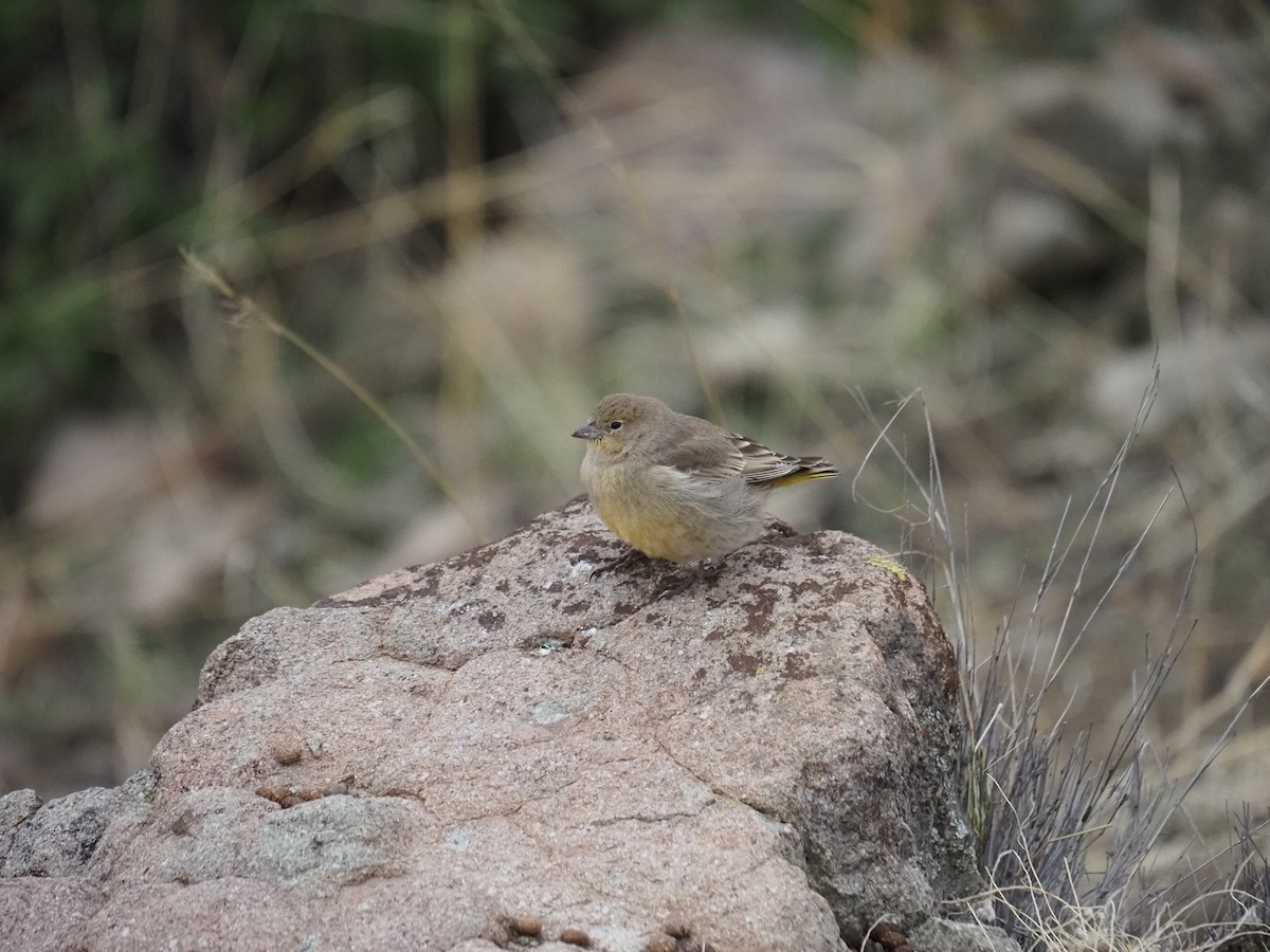 Grassland Yellow-Finch - ML620263738