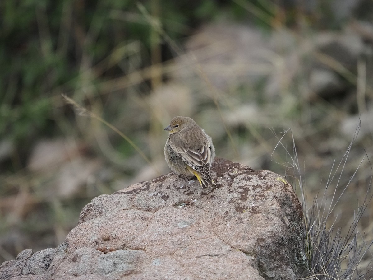 Grassland Yellow-Finch - ML620263739