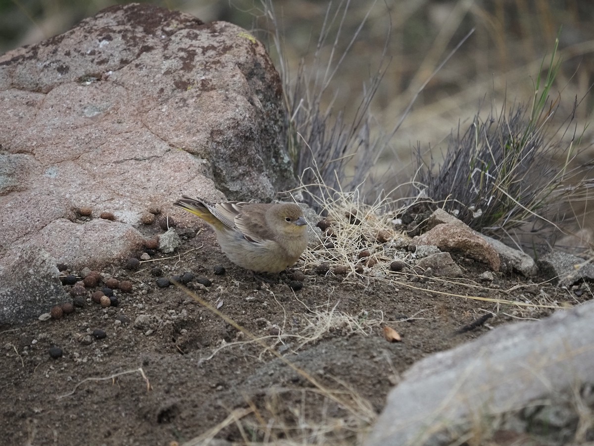 Grassland Yellow-Finch - ML620263740