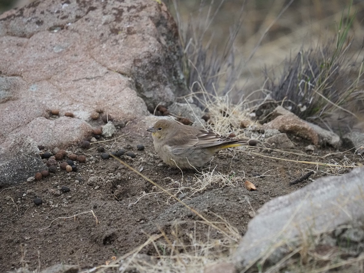 Grassland Yellow-Finch - ML620263741