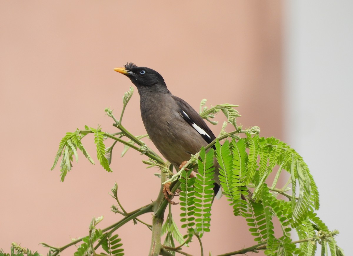 Jungle Myna - ML620263760