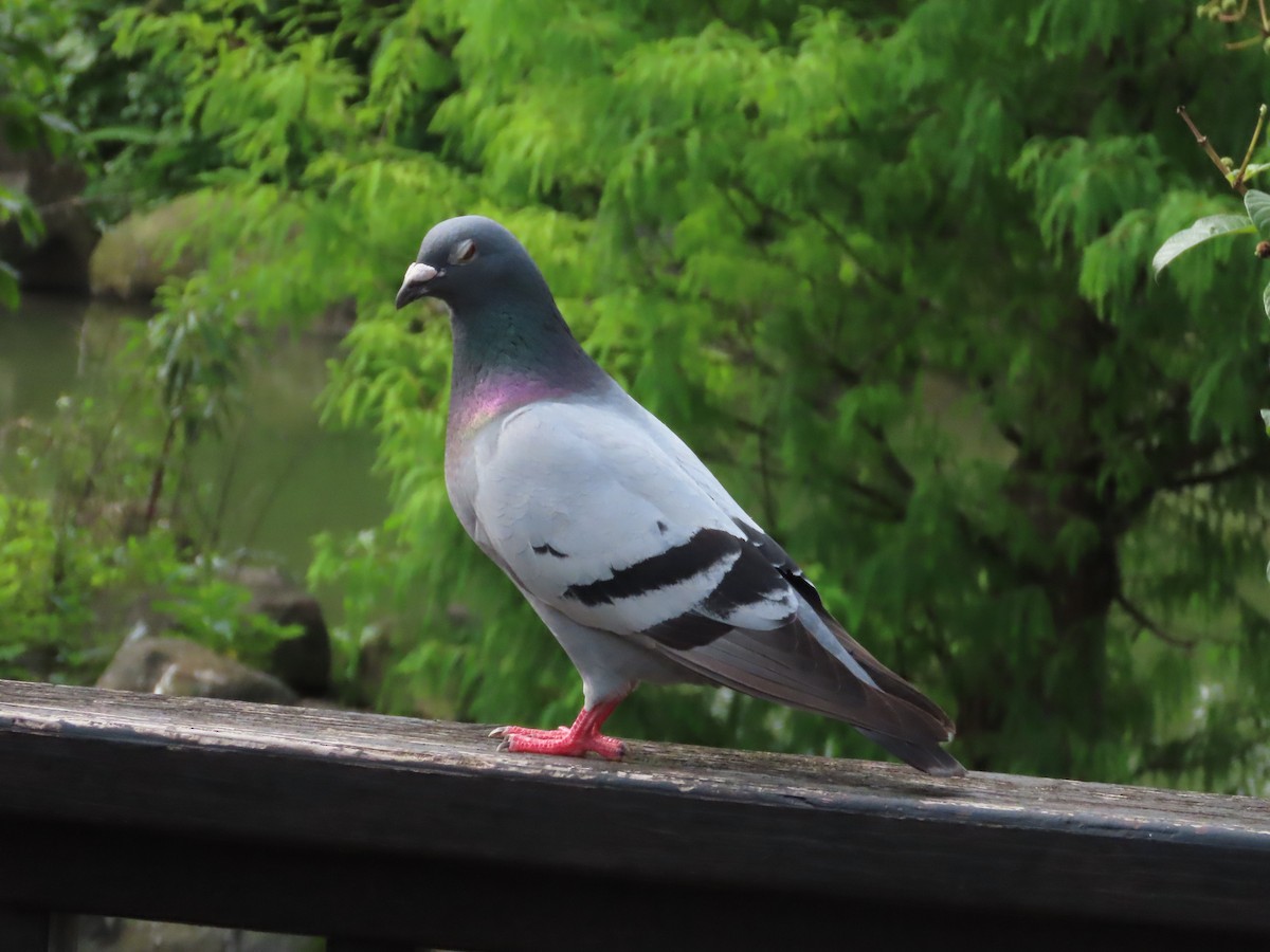 Rock Pigeon (Feral Pigeon) - ML620263765