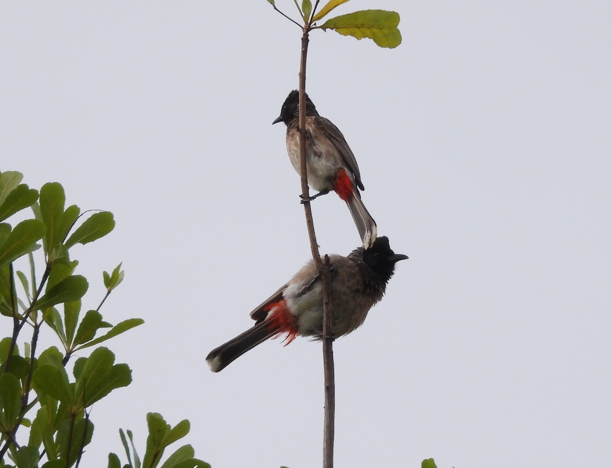 Red-vented Bulbul - ML620263773