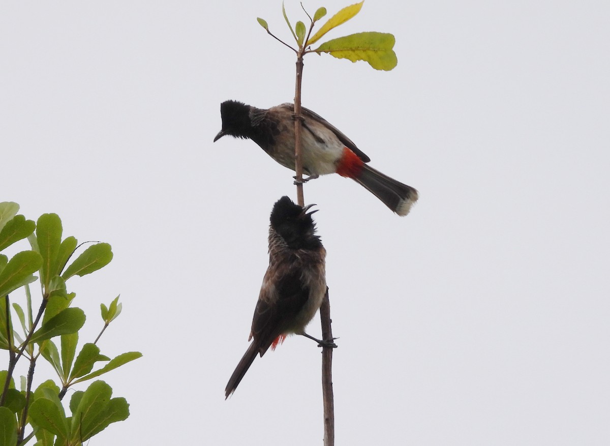 Red-vented Bulbul - ML620263774