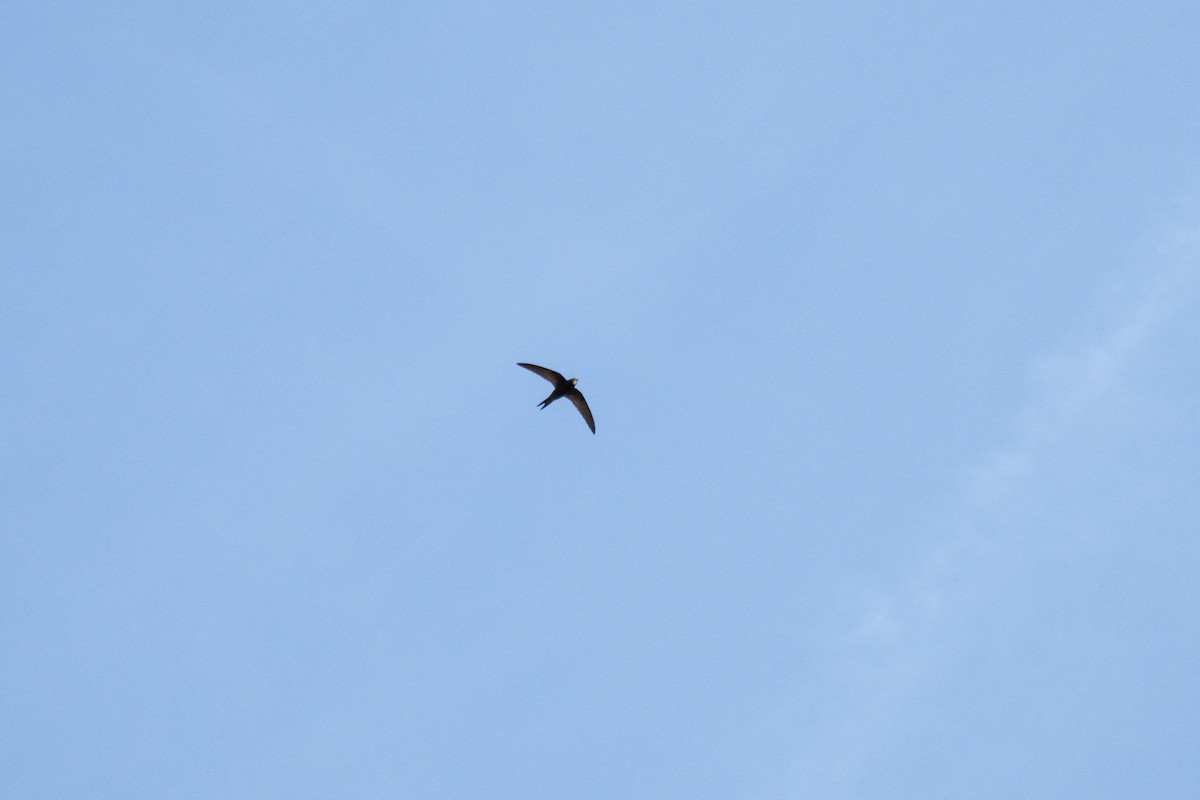 Common Swift - ML620263780