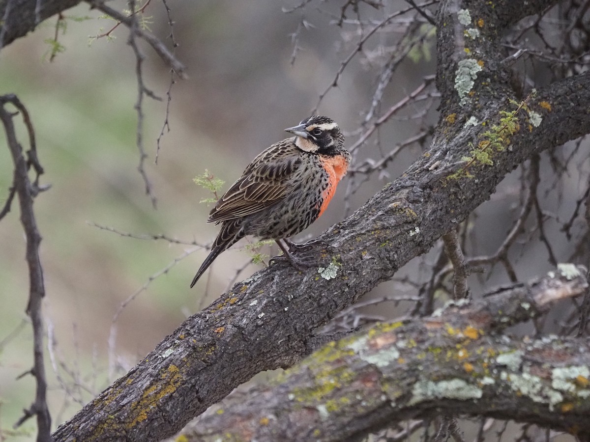 Long-tailed Meadowlark - ML620263784