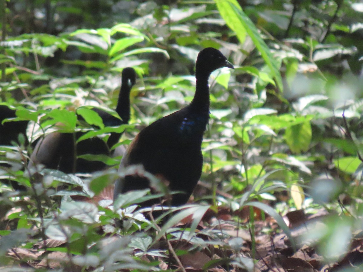 Gray-winged Trumpeter - ML620263793