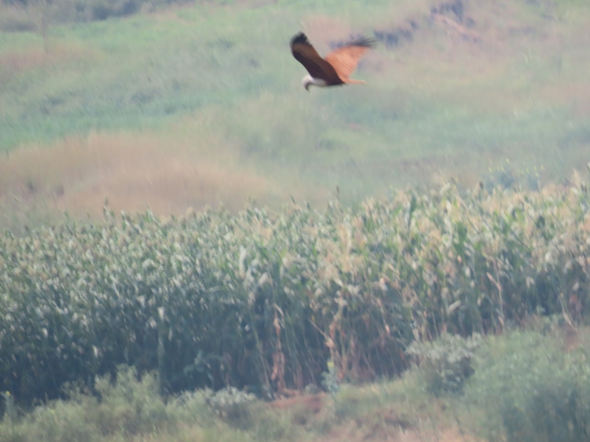 Brahminy Kite - ML620263803