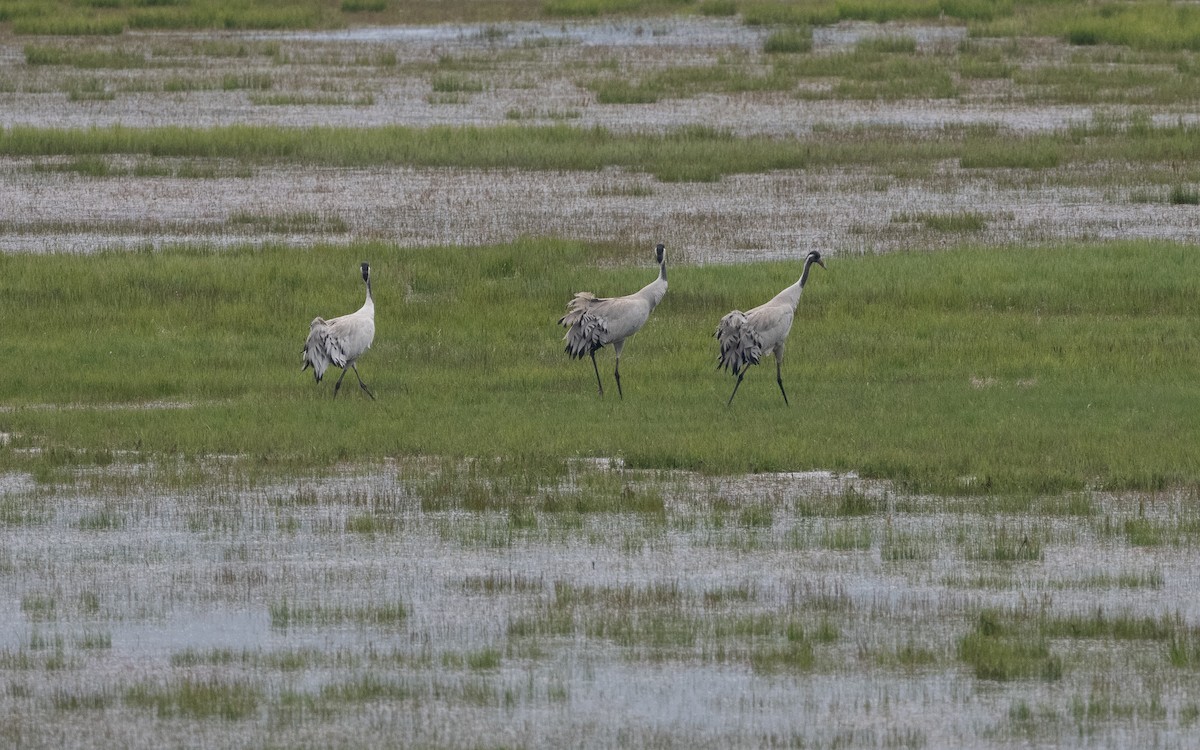 Common Crane - ML620263808