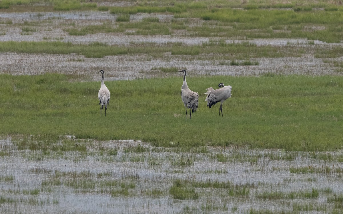 Common Crane - ML620263809