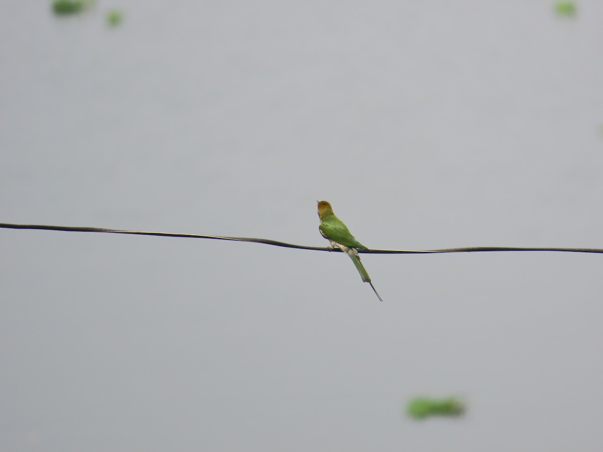 Asian Green Bee-eater - ML620263812