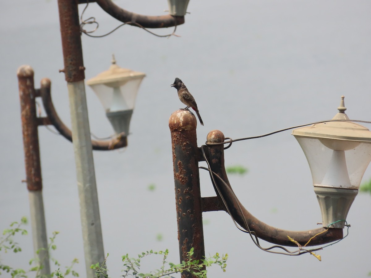 Red-vented Bulbul - ML620263820