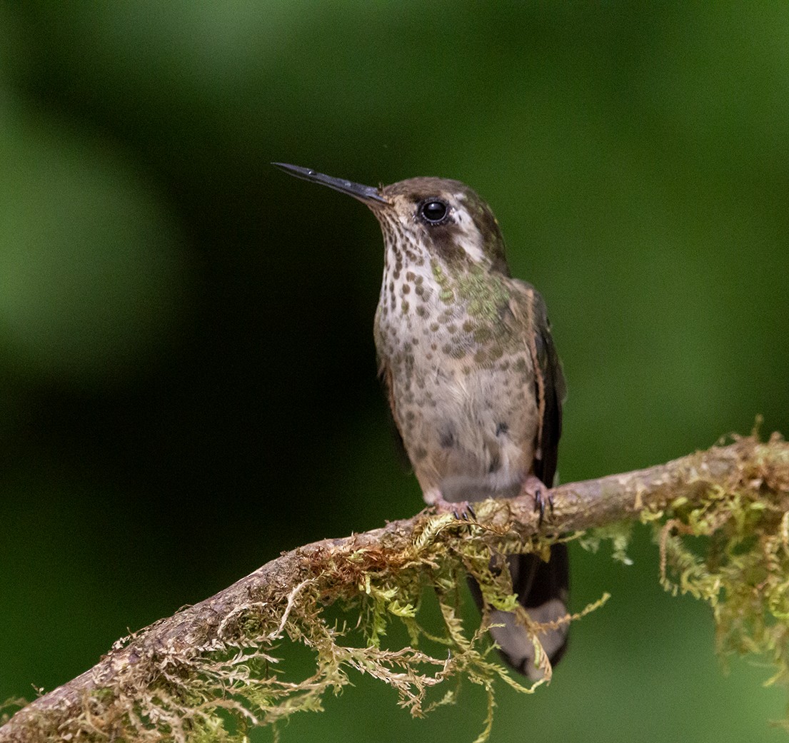 Speckled Hummingbird - ML620263821