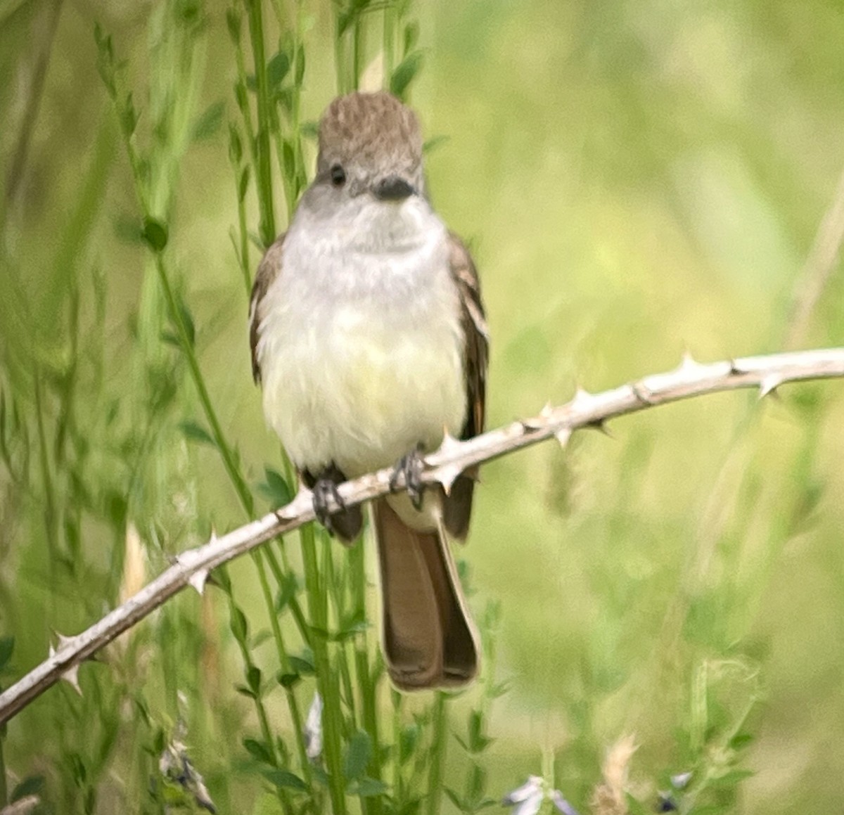 Ash-throated Flycatcher - ML620263822