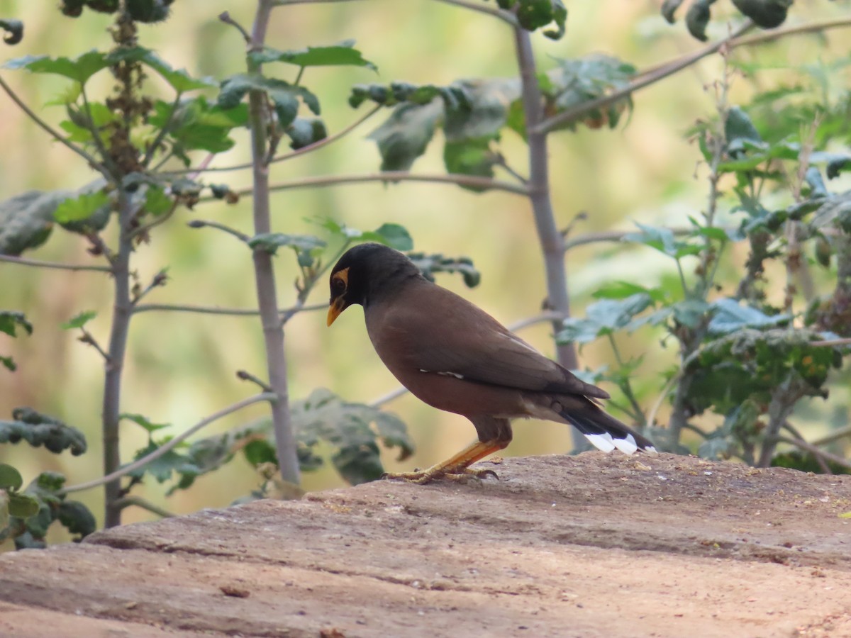 Common Myna - ML620263827