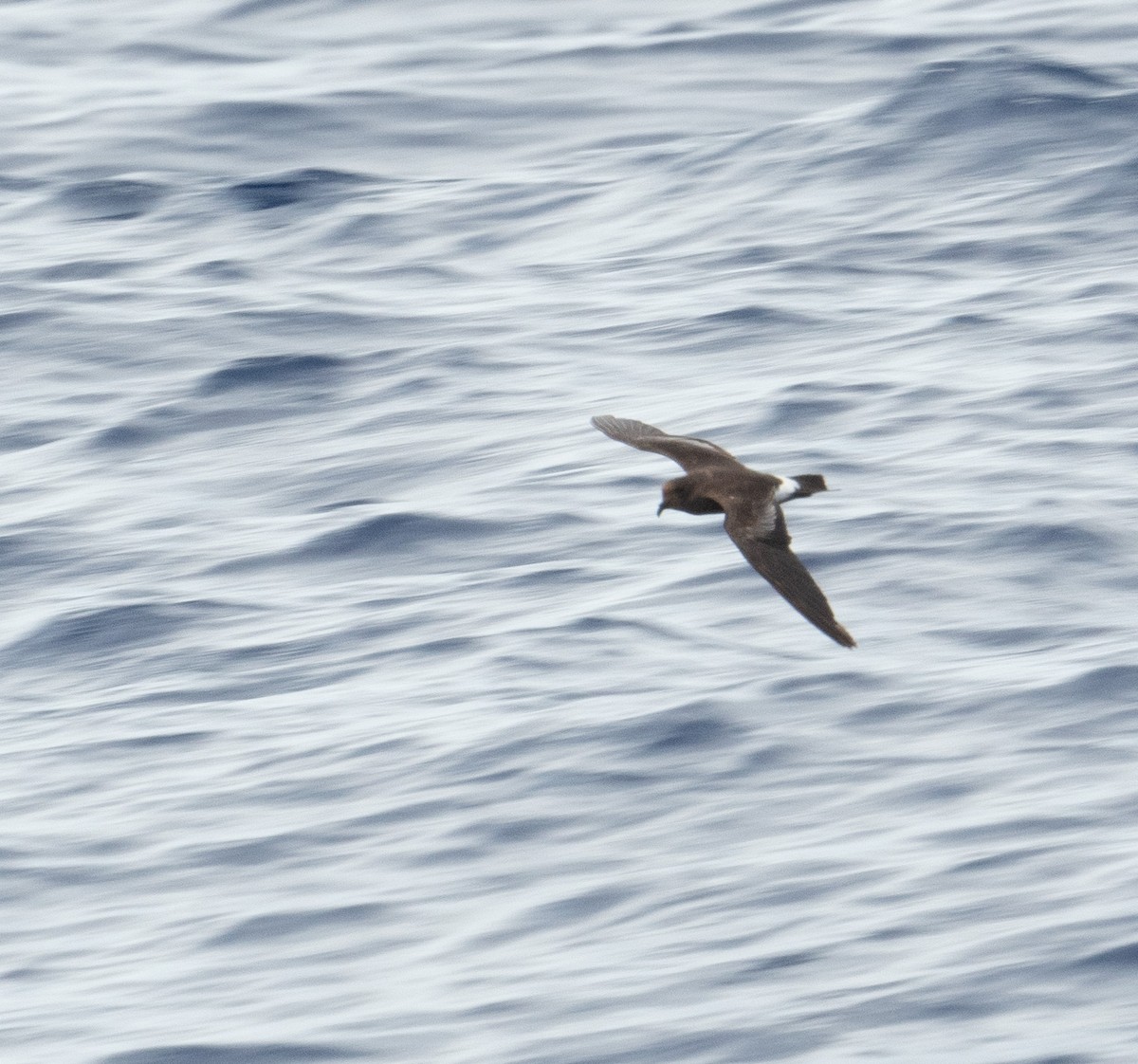 Band-rumped Storm-Petrel (Grant's) - ML620263828