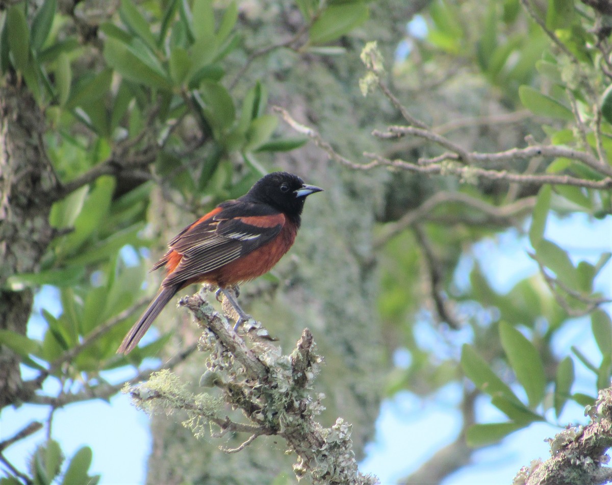 Orchard Oriole - ML620263836