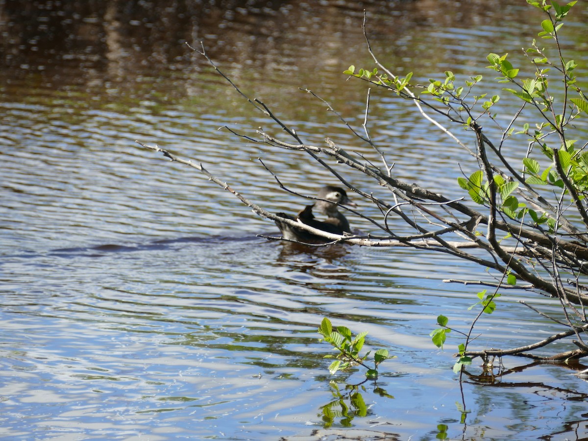 Wood Duck - ML620263839