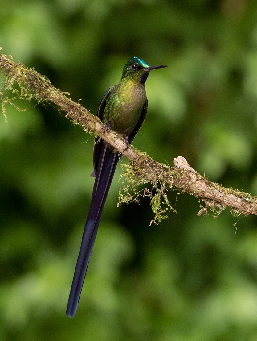 Violet-tailed Sylph - ML620263841