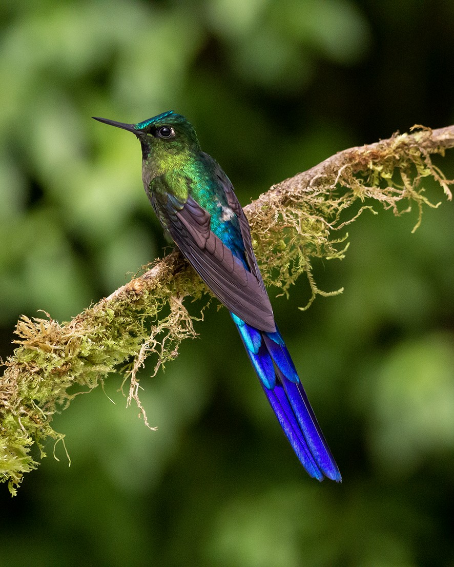 Violet-tailed Sylph - ML620263842