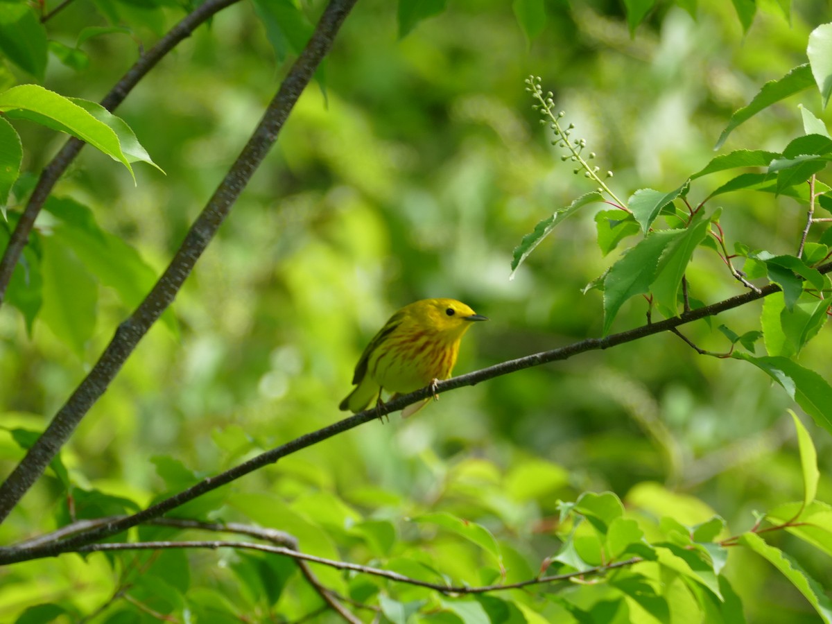 Yellow Warbler - ML620263845