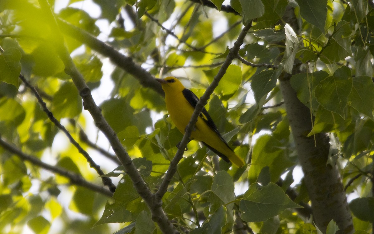 Eurasian Golden Oriole - ML620263847