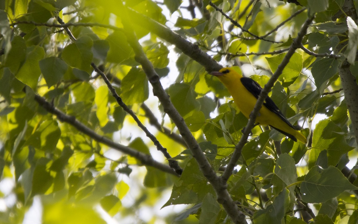 Eurasian Golden Oriole - ML620263848