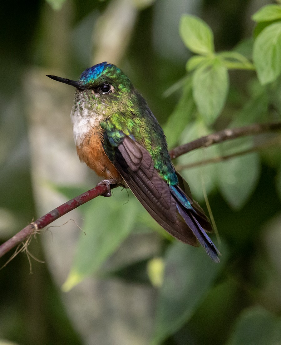 Violet-tailed Sylph - ML620263849