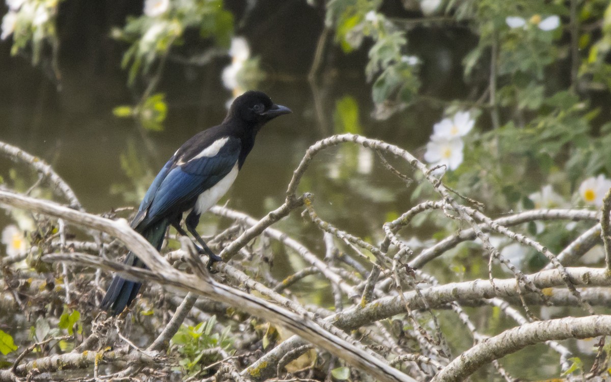 Eurasian Magpie - ML620263855