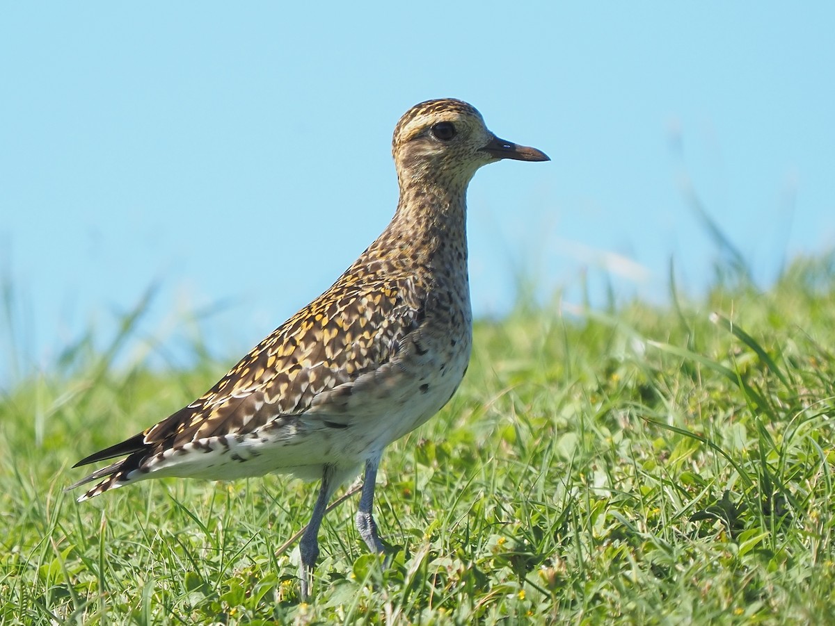 Chorlito Dorado Siberiano - ML620263857