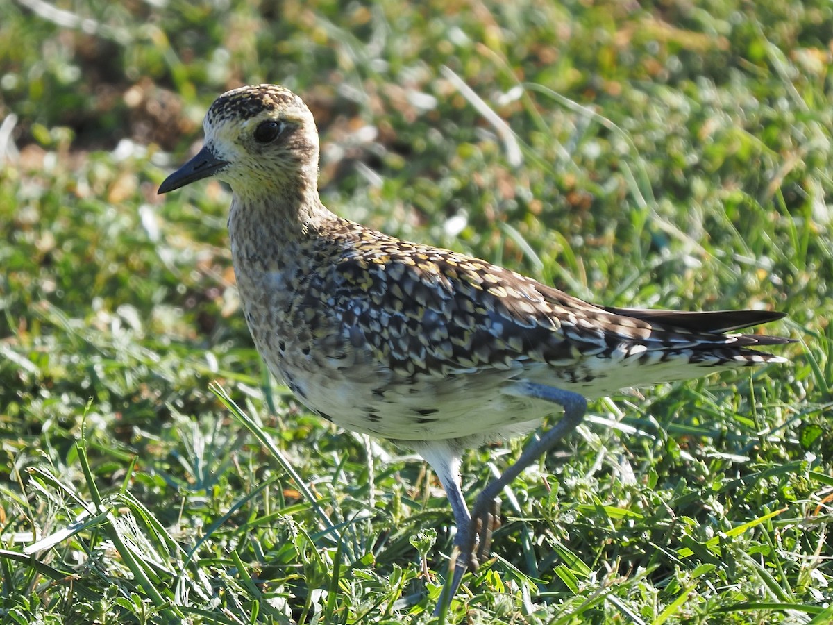 Chorlito Dorado Siberiano - ML620263860