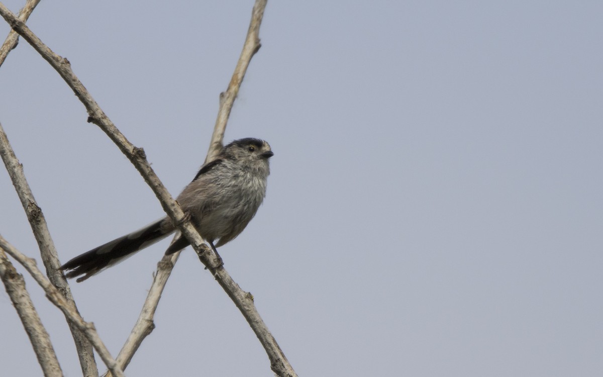 Long-tailed Tit - ML620263865