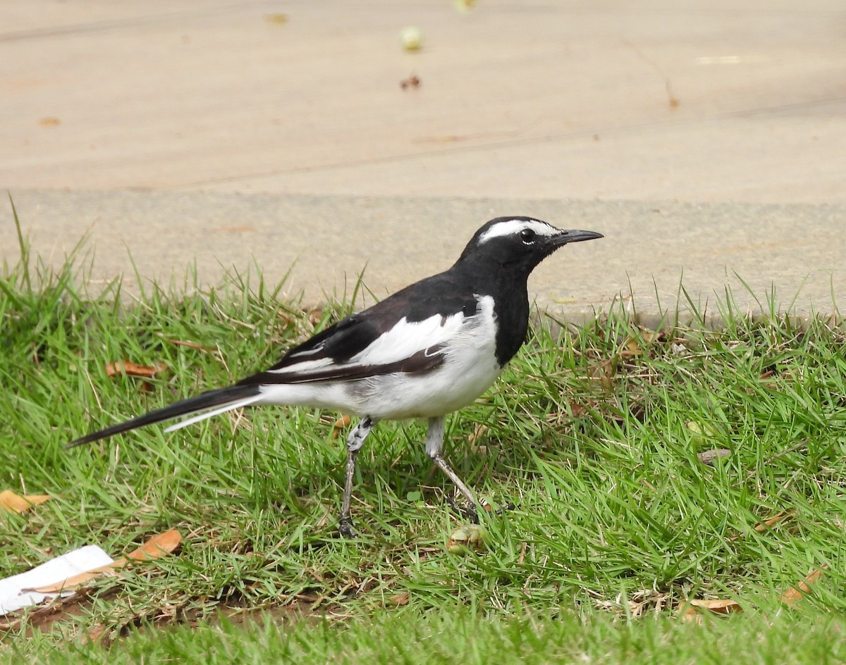 White-browed Wagtail - ML620263884