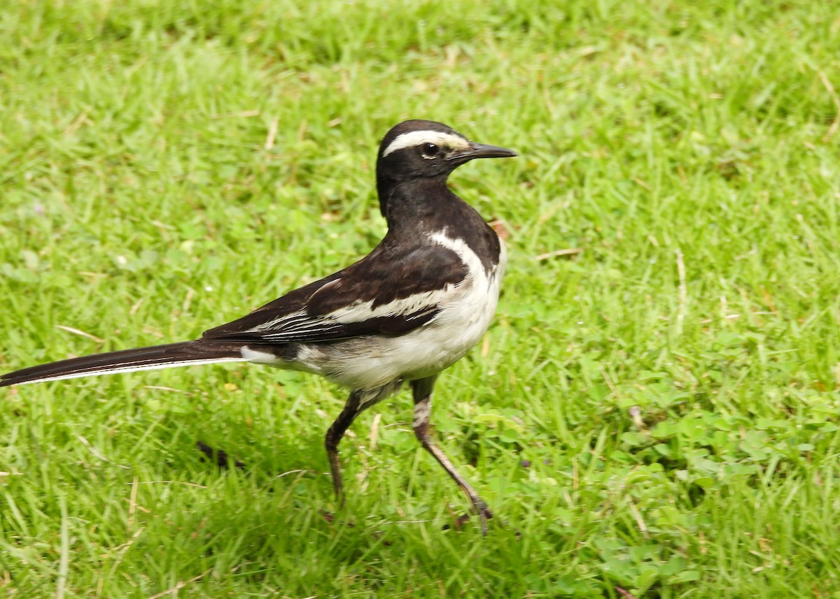 White-browed Wagtail - ML620263887
