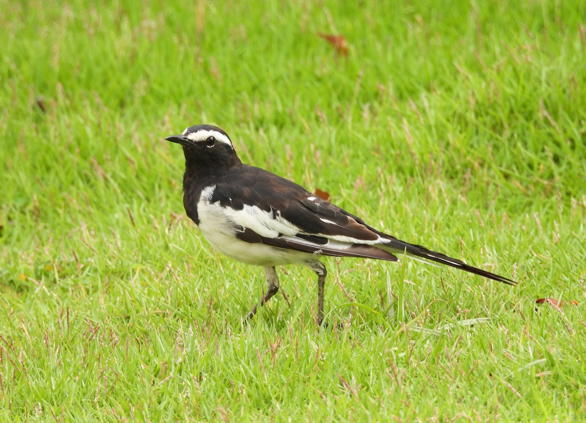 White-browed Wagtail - ML620263888