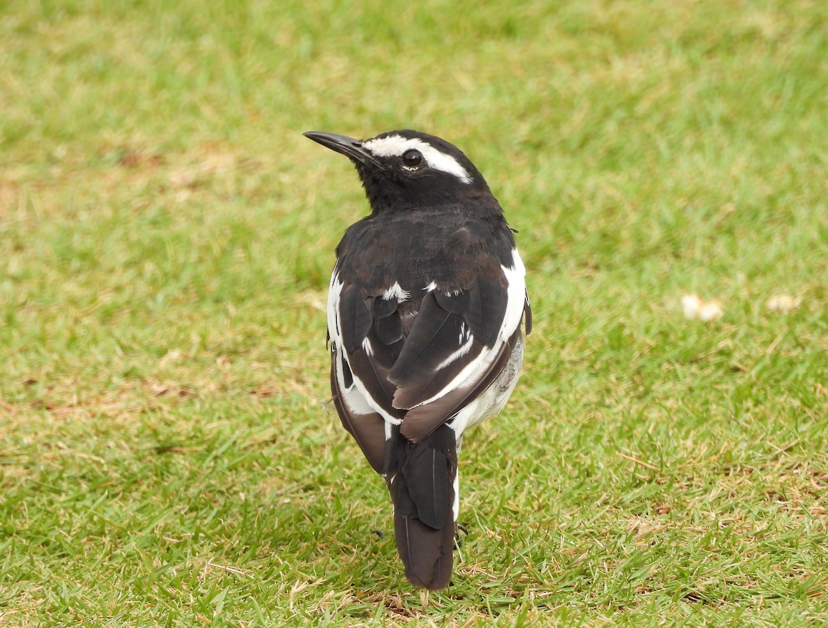 White-browed Wagtail - ML620263889