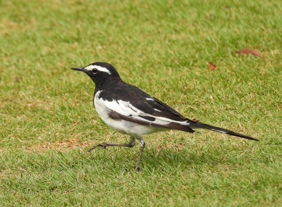 White-browed Wagtail - ML620263890