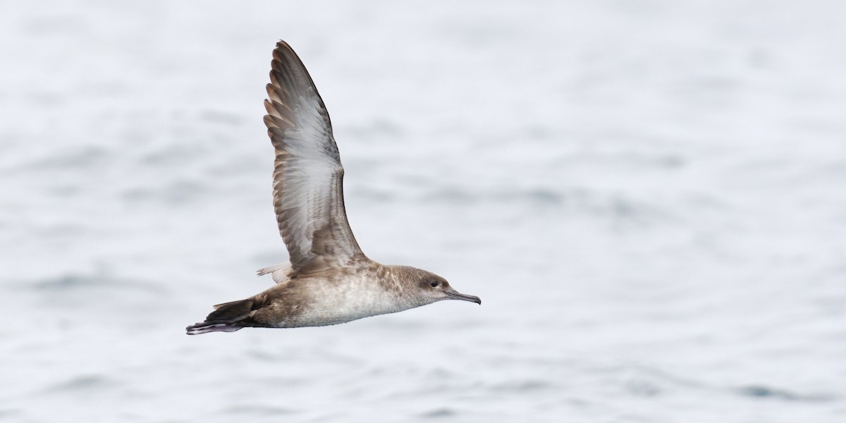 Balearic Shearwater - ML620263895