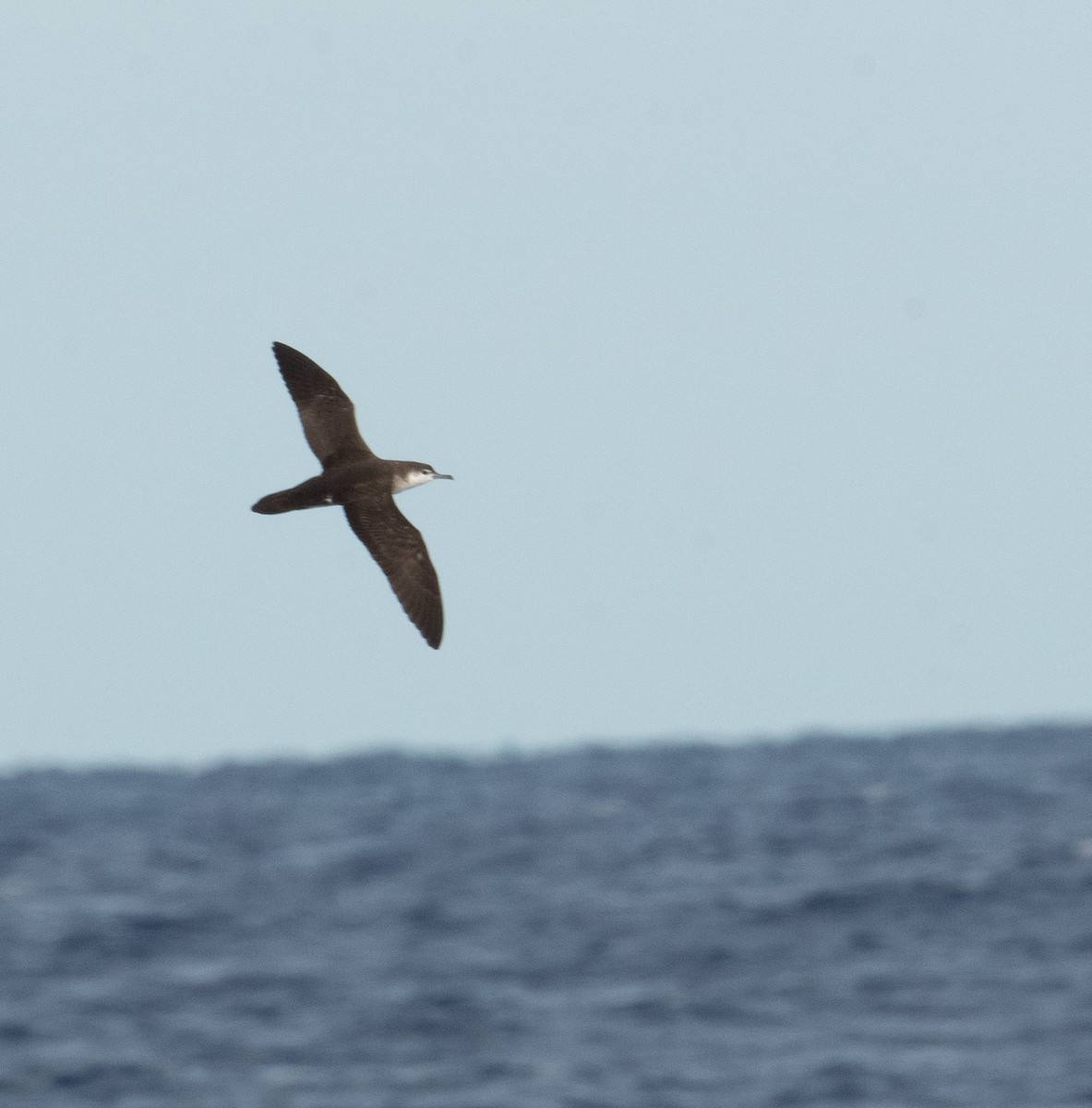 Audubon's Shearwater - Brian Zylich