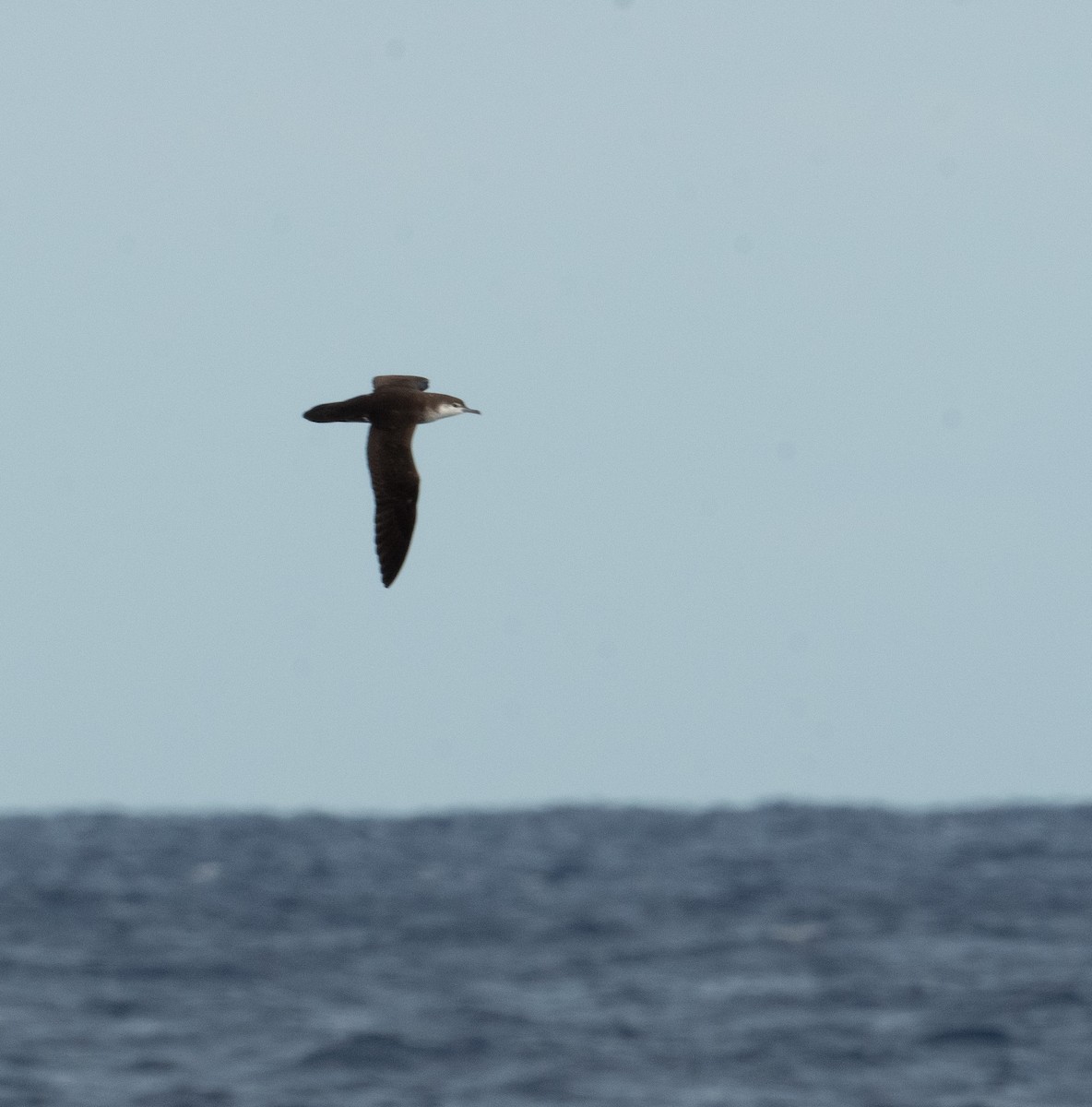 Audubon Yelkovanı - ML620263898