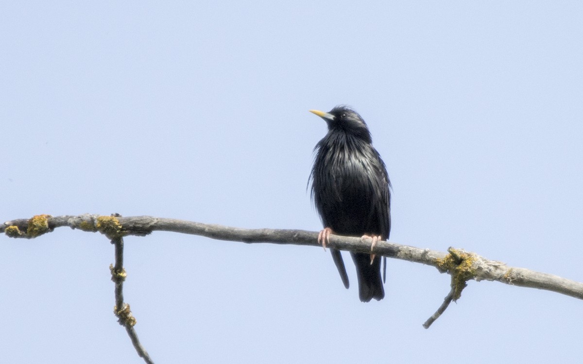 Spotless Starling - ML620263899