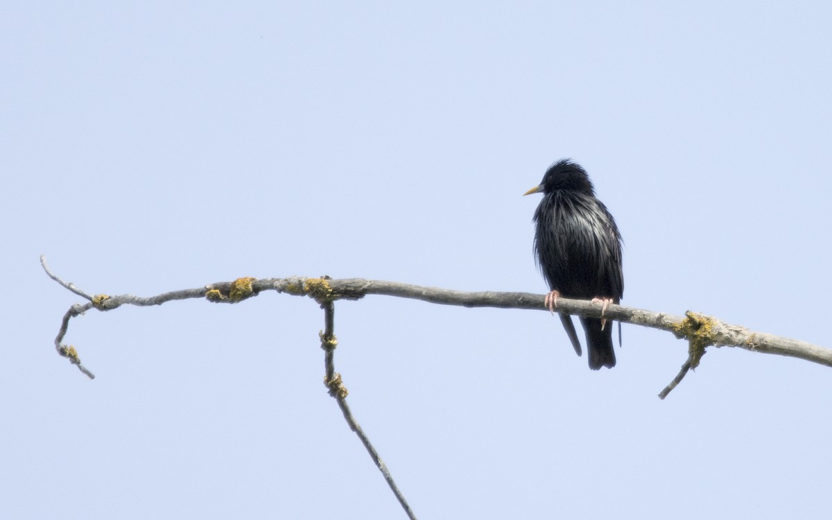 Spotless Starling - ML620263900