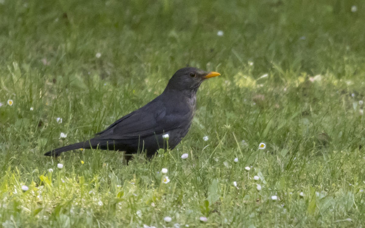 Eurasian Blackbird - ML620263905