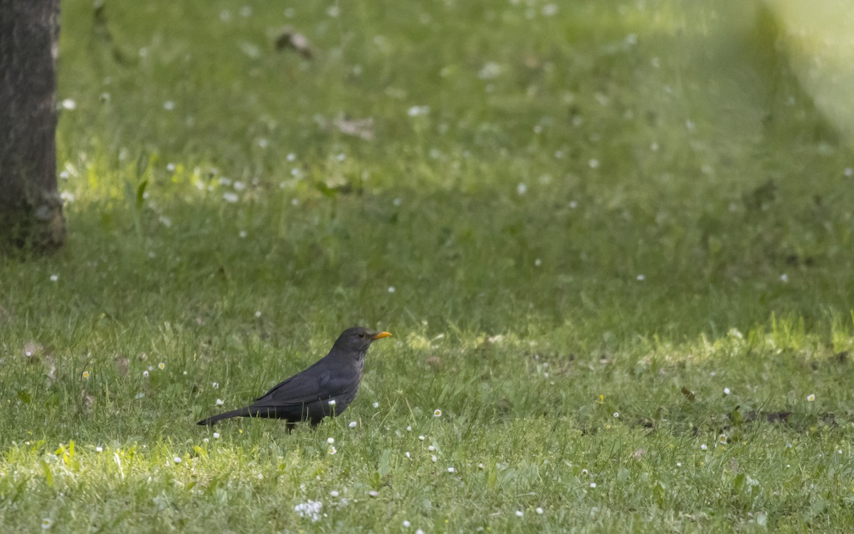 Eurasian Blackbird - ML620263906